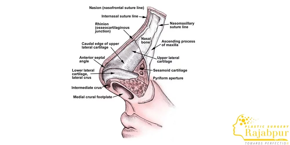 عکس آناتوم یبینی