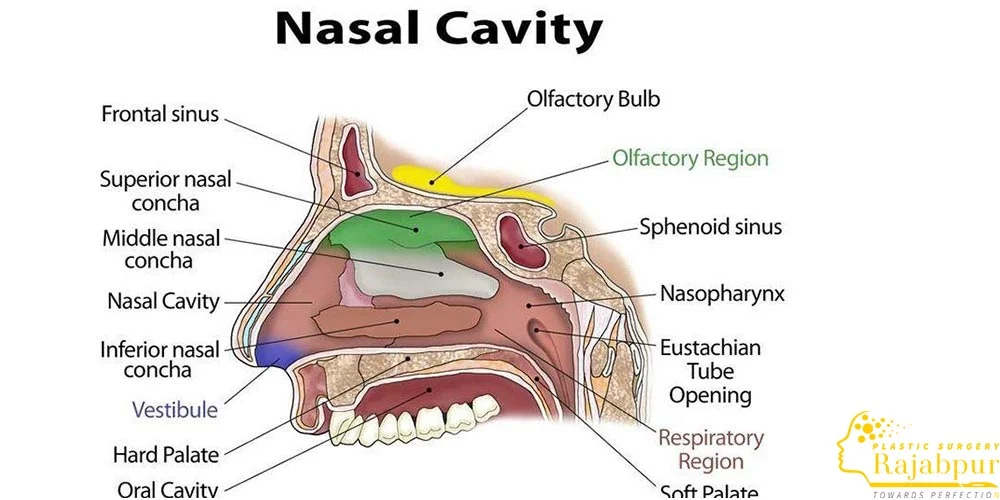 اناتومی بینی